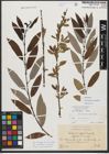 Foto von Salix triandra subsp. amygdalina (L.) Schübl. & G. Martens